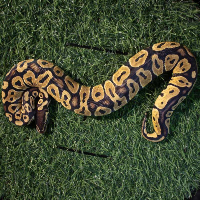 Pastel PH Clown
