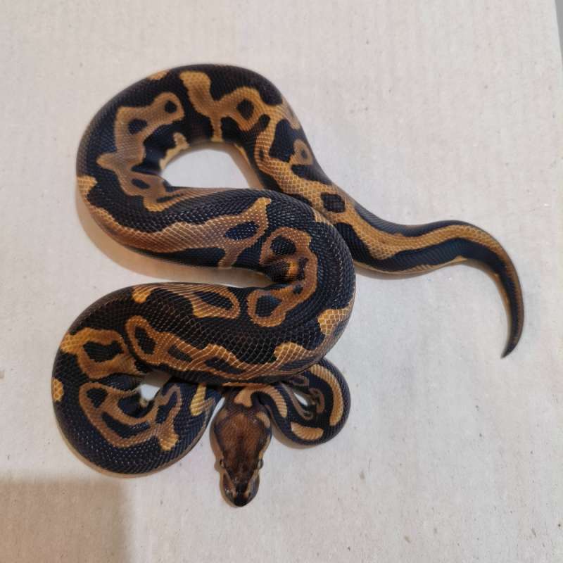 Female Leopard Yellow Belly het Clown