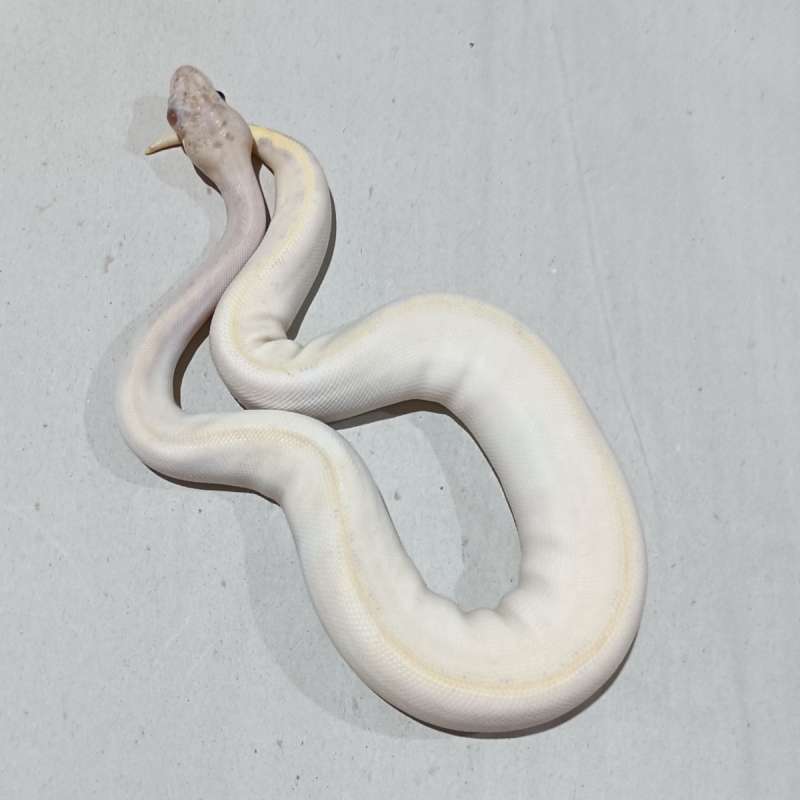 Ivory