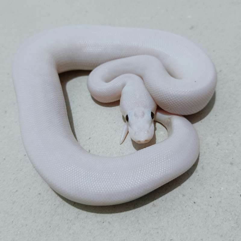 Pied White weeding clown/het clown poss orange dream yb poss het lavender