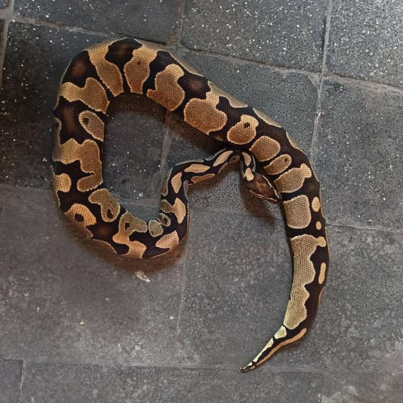 Het Lavender Female 1.8 Kg