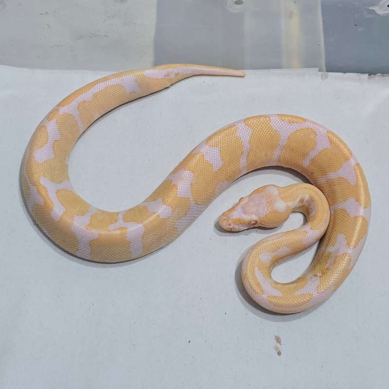 Albino Enchi Ball Cakep