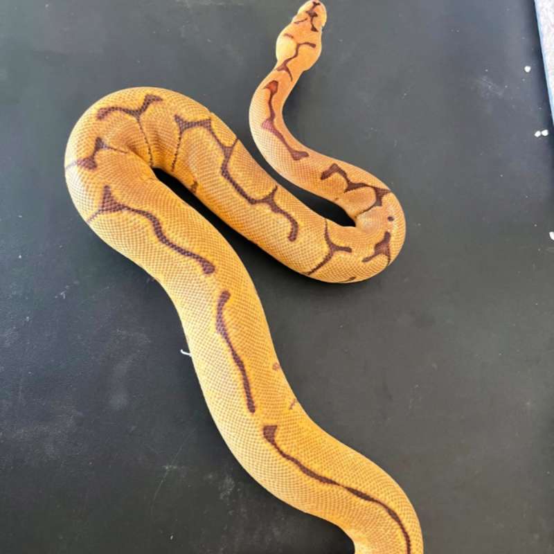 leopard enchi spider clown het lavender 100% male