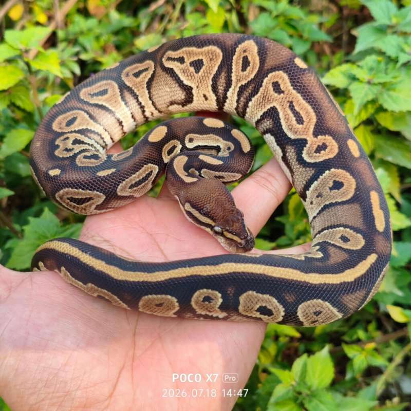 Blackhead het albino ph pied