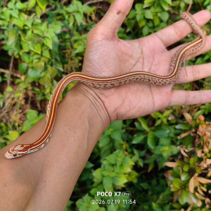 Cornsnake tessera ultra female