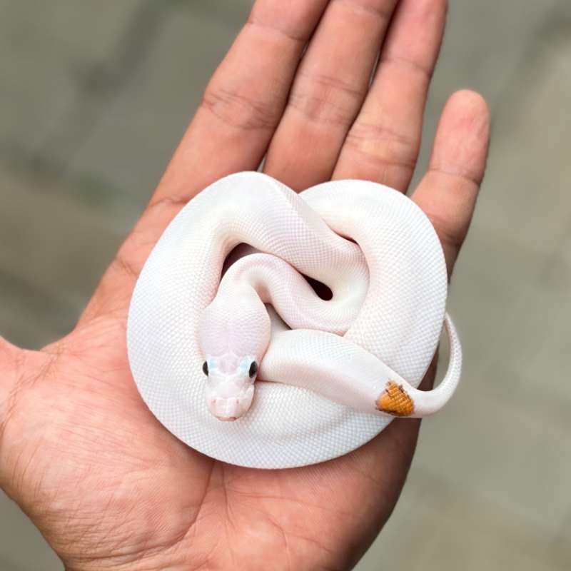 (DESIGNER PIED) - EXTREME WHITE FIRE HRA PIED (RARE ITEM!)