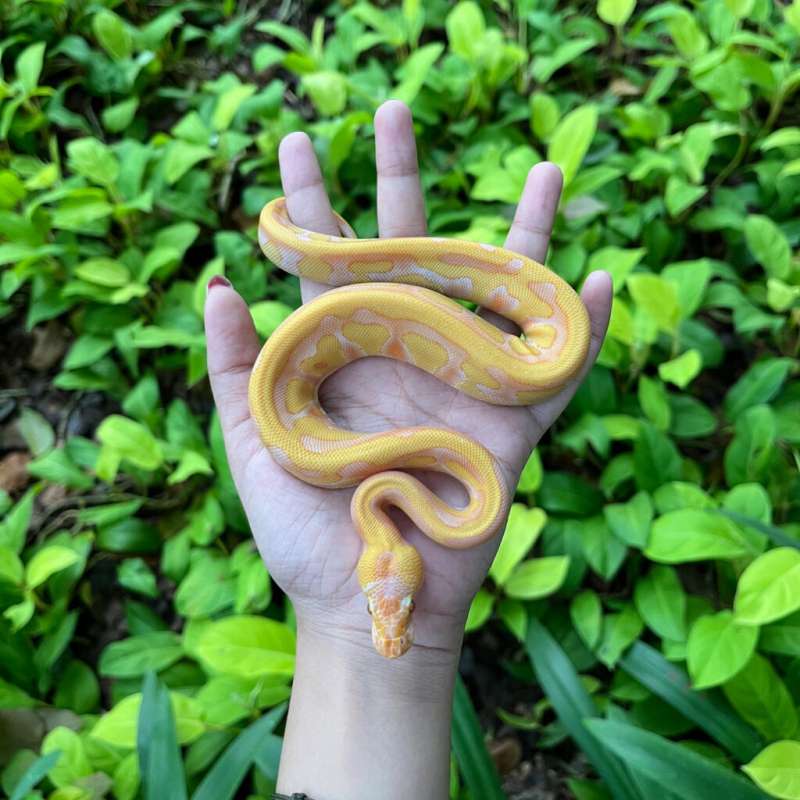 STARBURST (Enchi Leopard Lavender Het Clown)