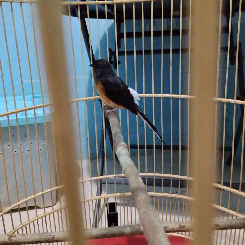 burung murai batu bahan muda