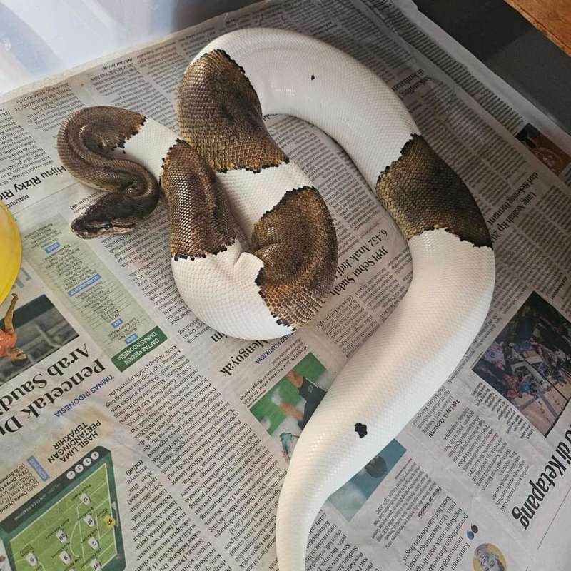 Blackpastel yb pied