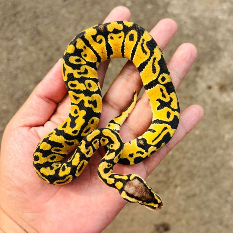Pastel Yellow Belly Het Clown