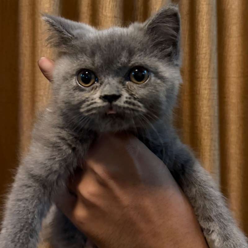 Kitten BSH Blue Solid