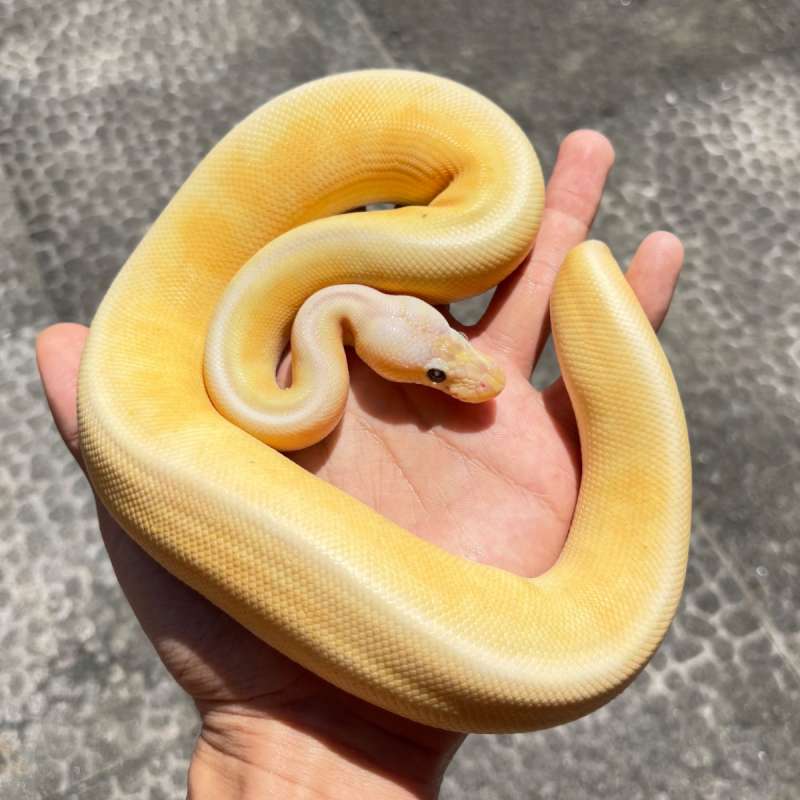 Ivory Banana Cinnamon Pastel