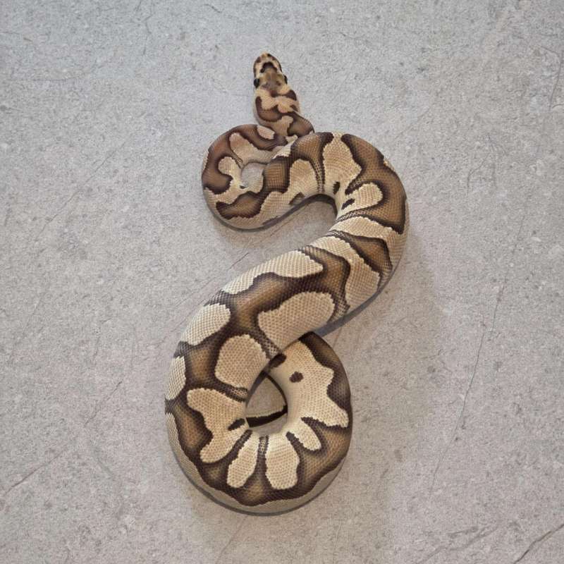 Orange dream fire clown