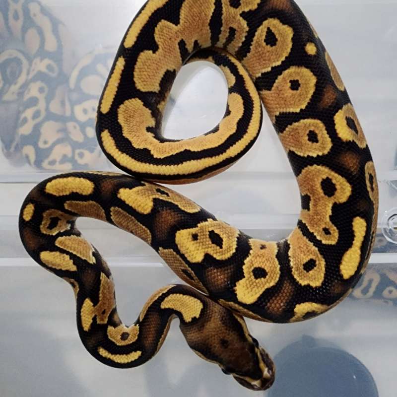 Super Orange Dream Fire Vanilla Female