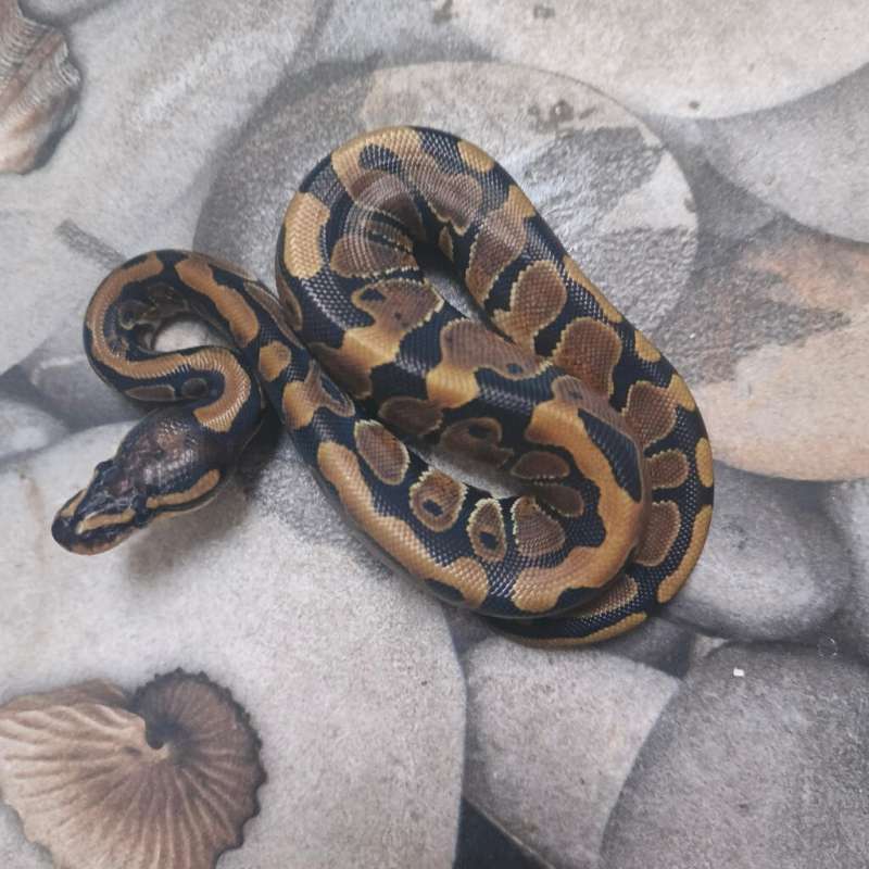 (F) Het Hypo 66% het DG 50% dh Clown Pied