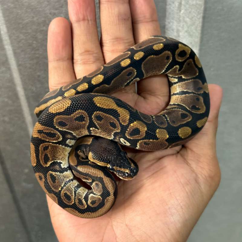 Normal Double Het TSK Axanthic Pied