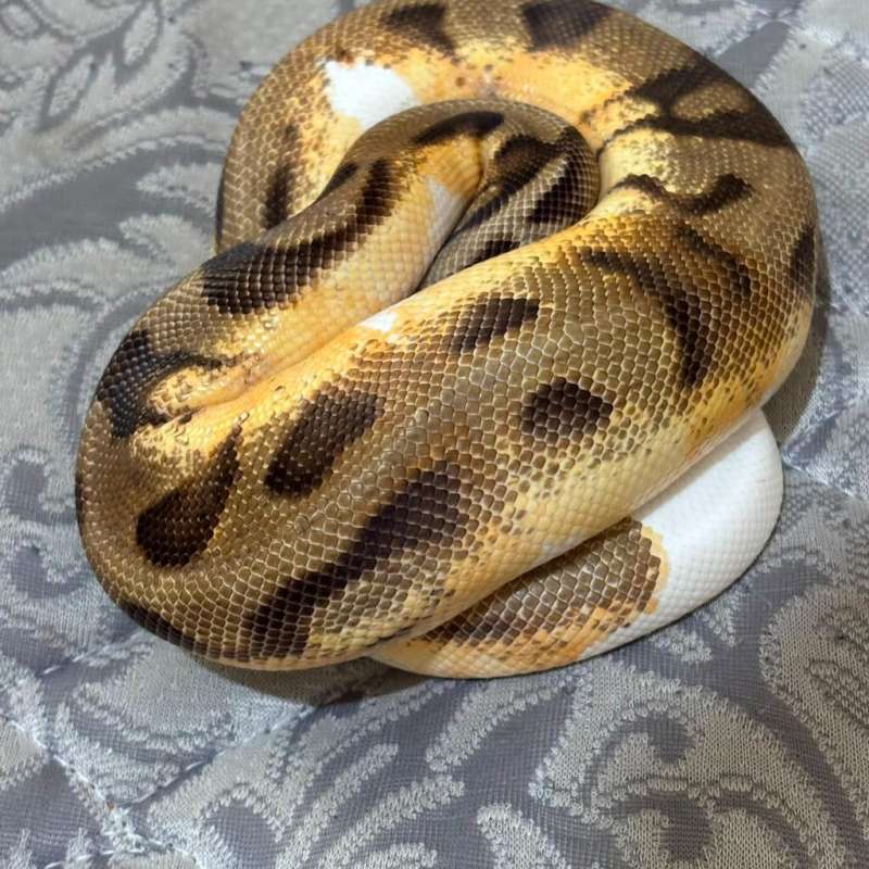 PIED ORANGE DREAM ENCHI