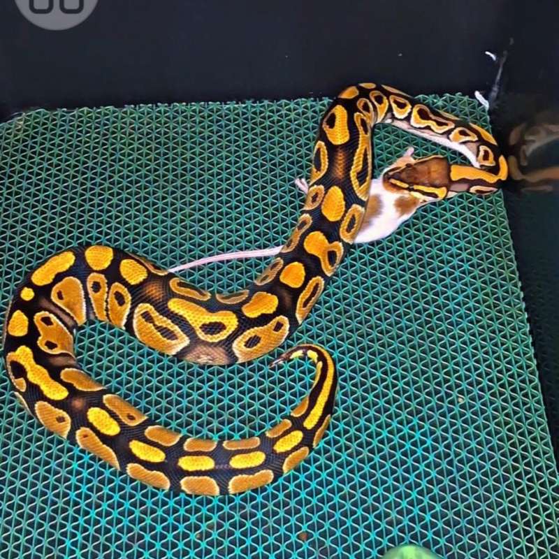 (F) Ball pyton Het pied