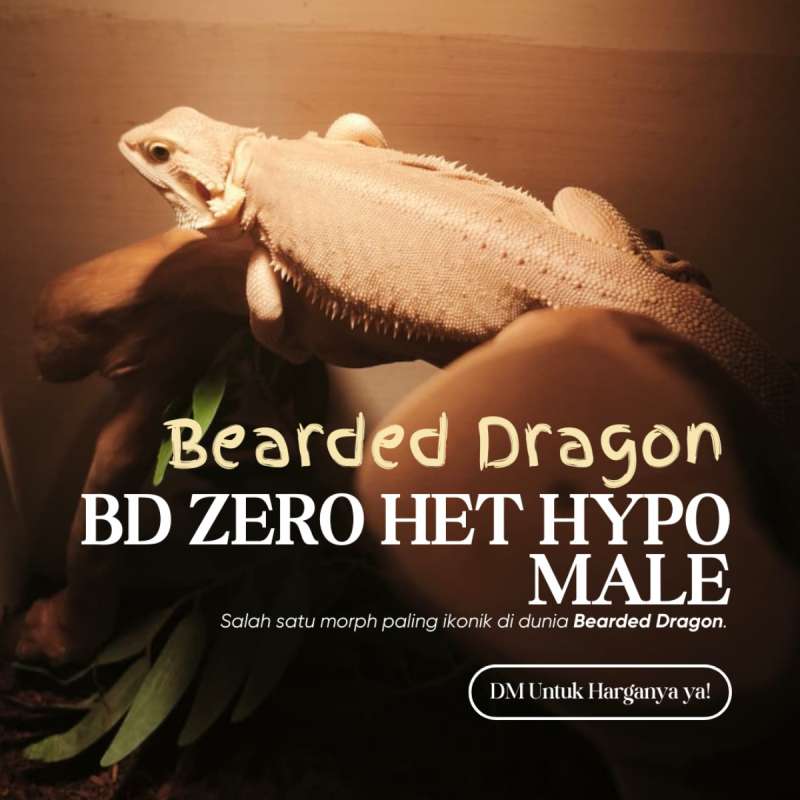 Bearded Dragon Zero Het Hypo Leatherback