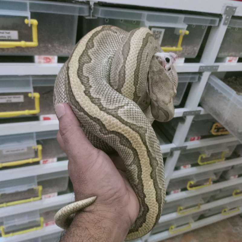 Lesser Pinstripe (Kingpin) Female  Proven