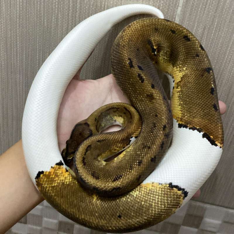 Pinstripe Pied PH Albino Male