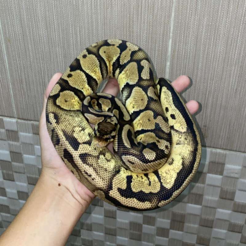 Pastel PH Pied Female