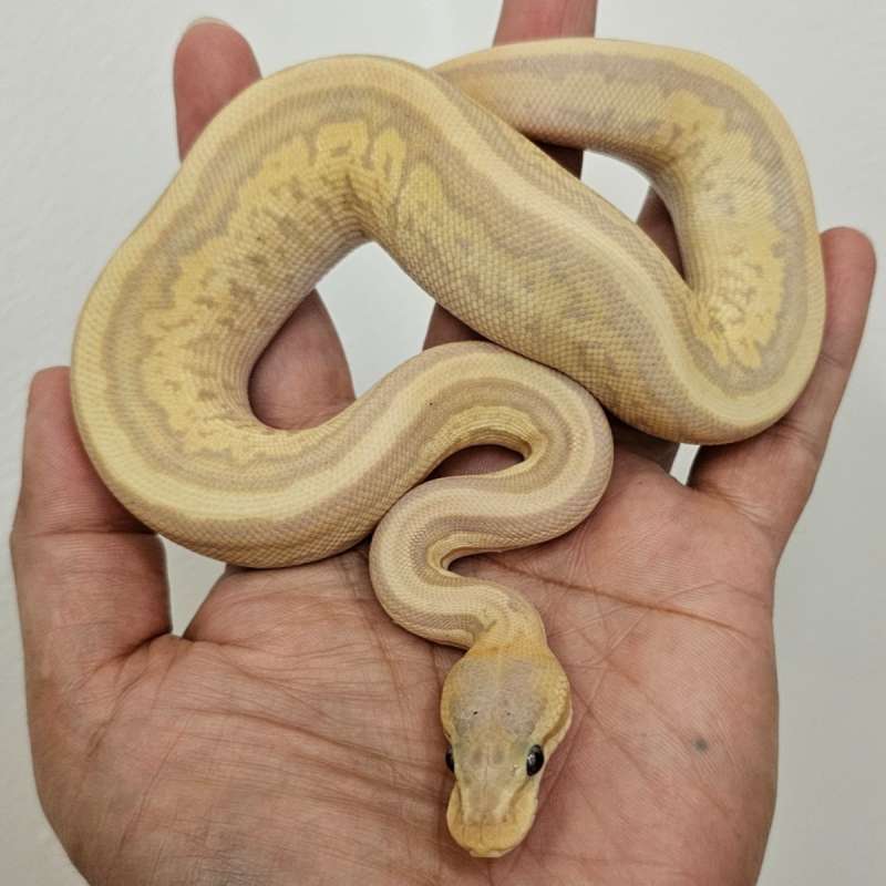 BANANA MOJAVE LEOPARD PINSTRIPE PASTEL HET PIED