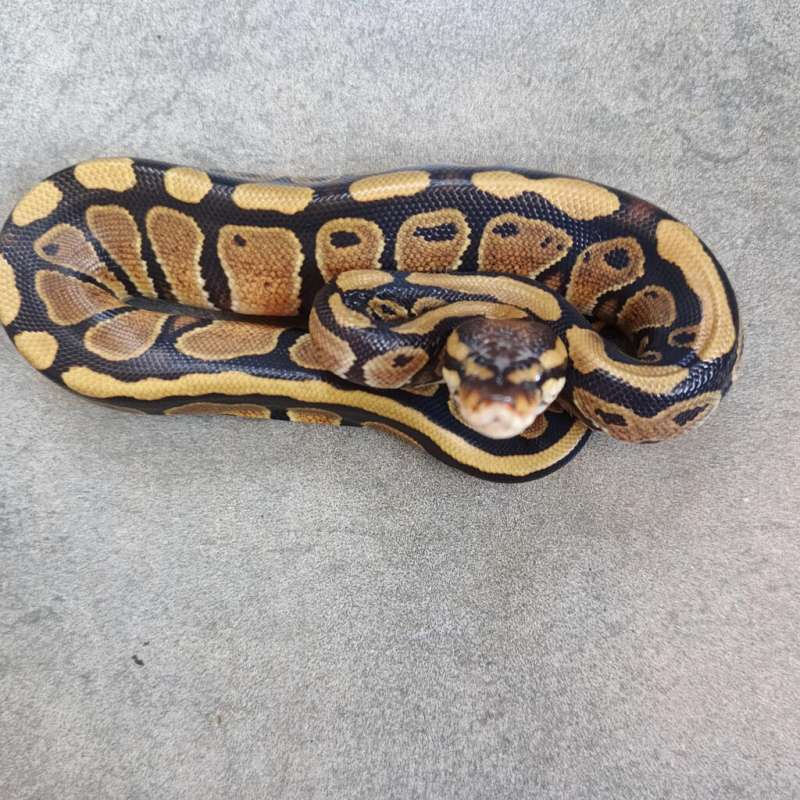 (F) Specter Het Hypo 66% Het DG 50% Het Clown