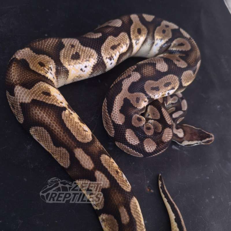 Proven - Male Pastel Calico