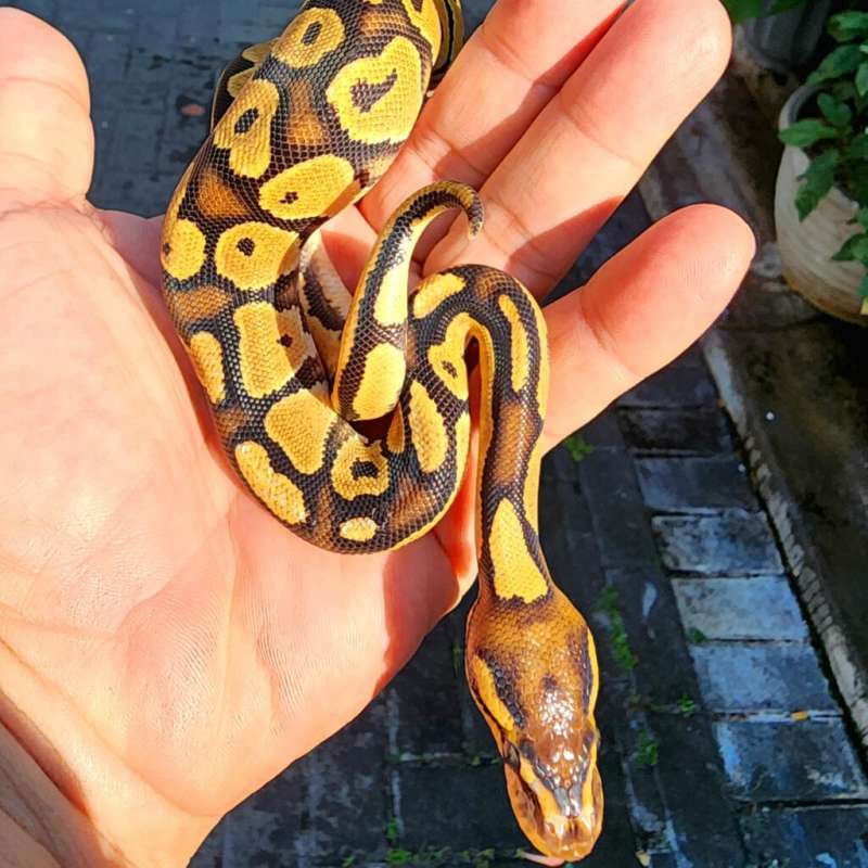 Super Orange Dream Fire Vanilla Female