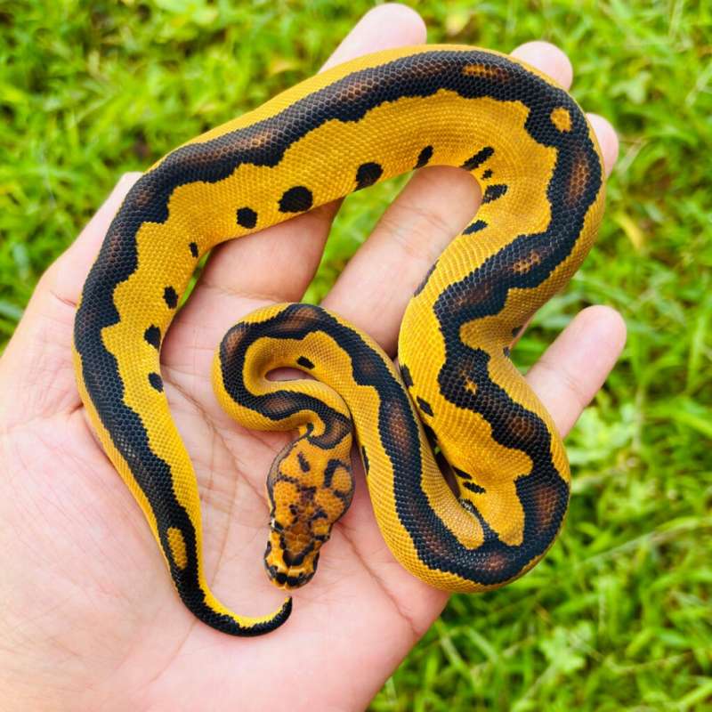 Leopard Yellow Belly Clown