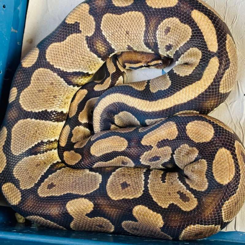 Female Proven Normal Het Lavender