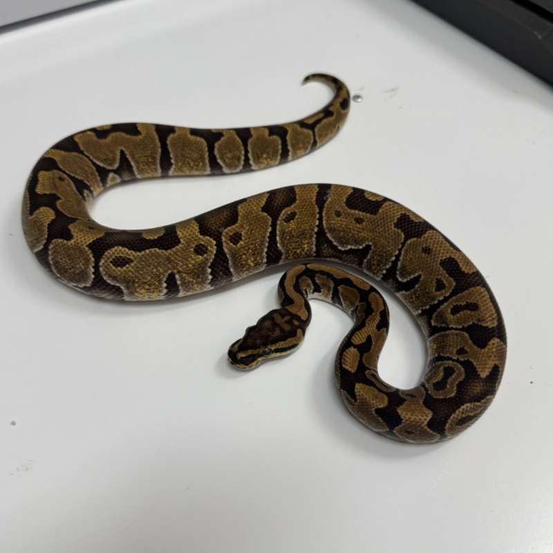 Special Enchi 100% Het Clown 50% Poshet Monsoon