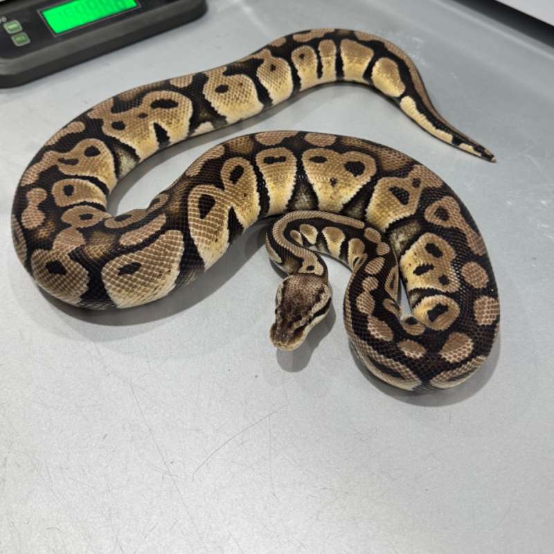 Female Pastel 100% DH DG Cryptic