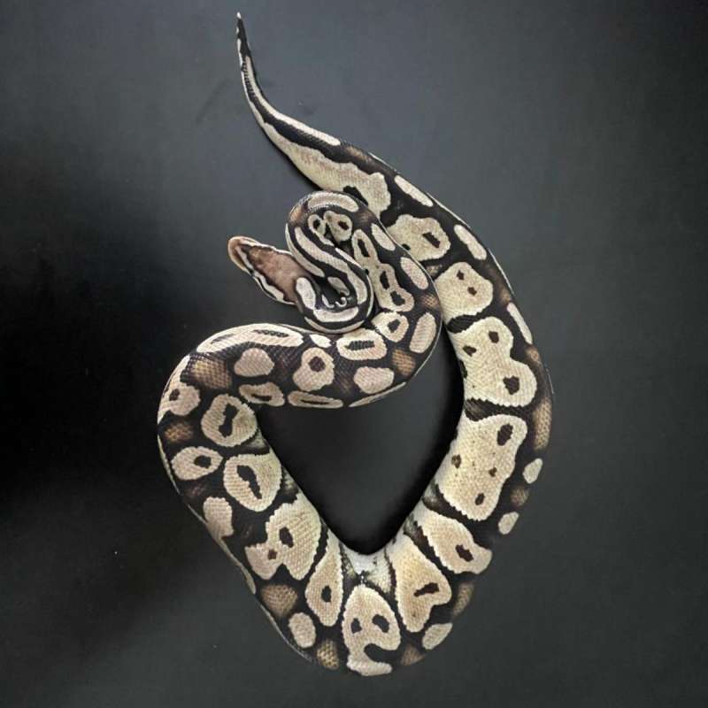F Pastel Axanthic (VPI)