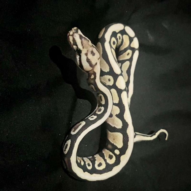 Spotnose Specter Desert Ghost