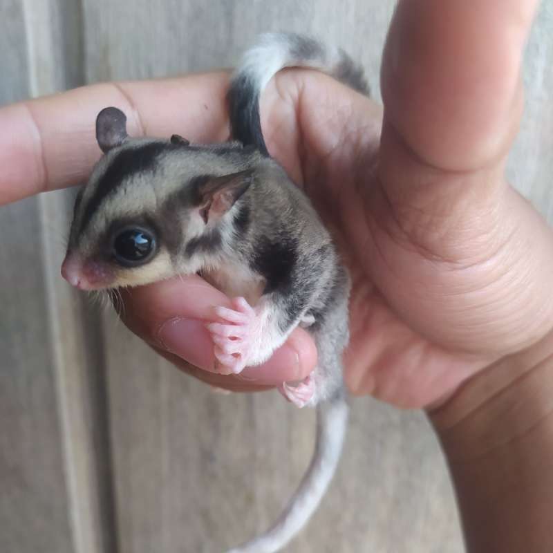 Sugar Glider Ringtail Mozaic
