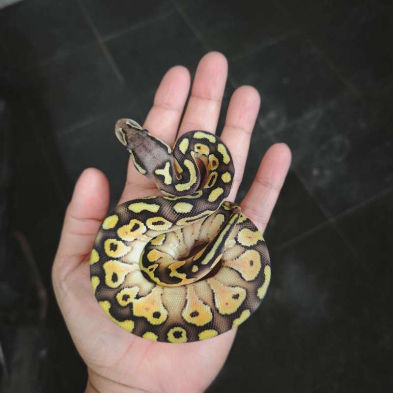 Pastel Lesser het 66 axanthic, betina
