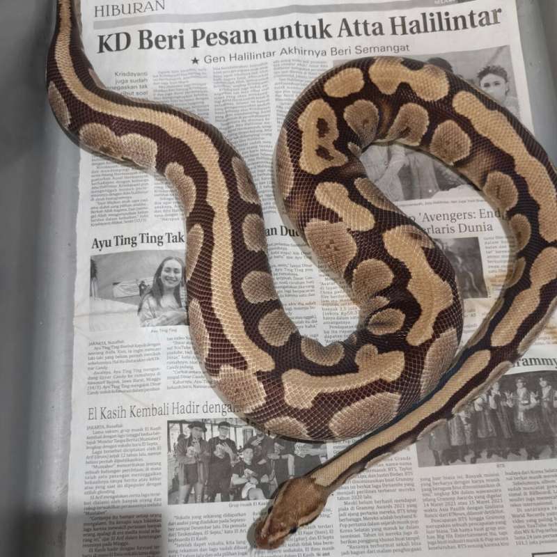 Proven F Fire Het Pied 100%