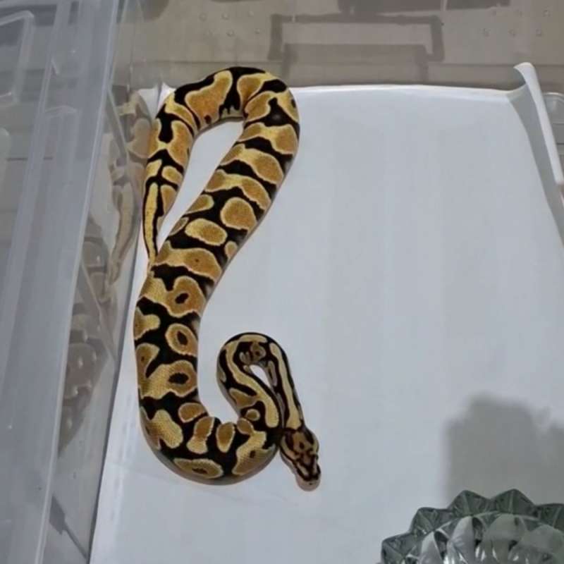 Yellow Belly Orange Dream Spotnose het Clown
