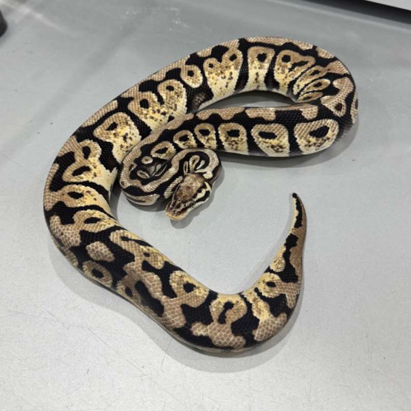 Female Pastel Spotnose 100% DH DG Cryptic