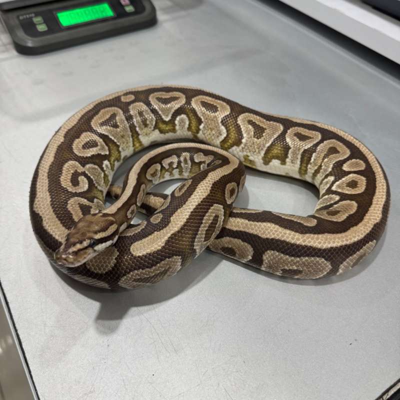 Female Spotnose Mojave