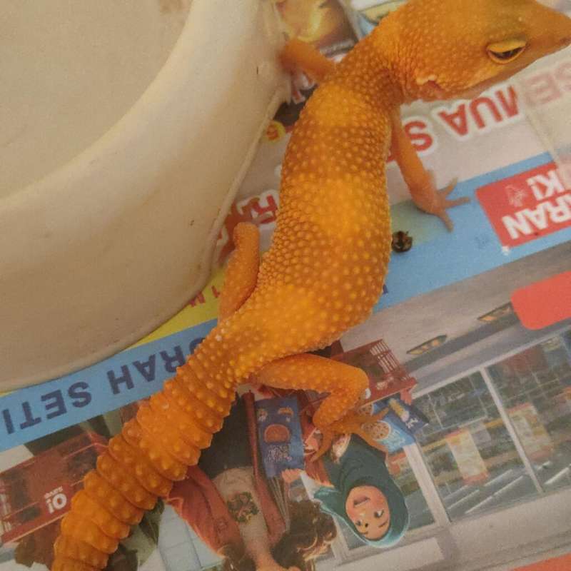 Gecko sunglow