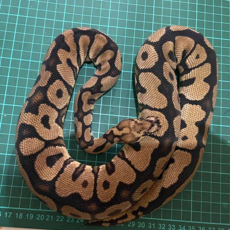 0.1 Spotnose Clown