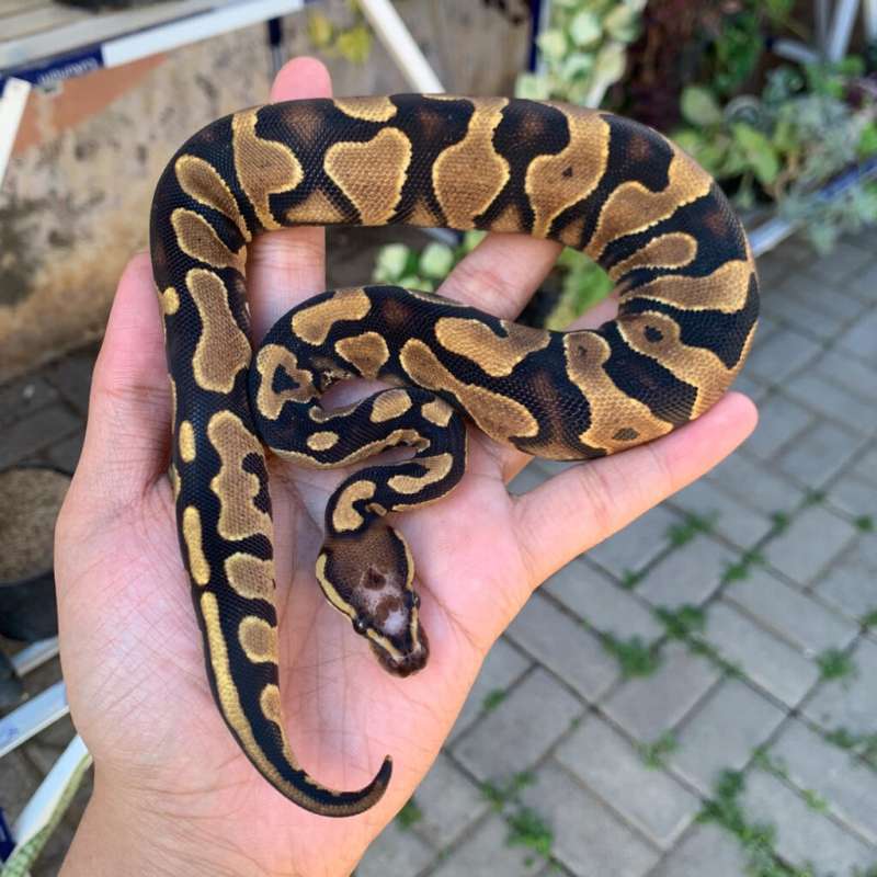 F scaleleshead yellowbelly