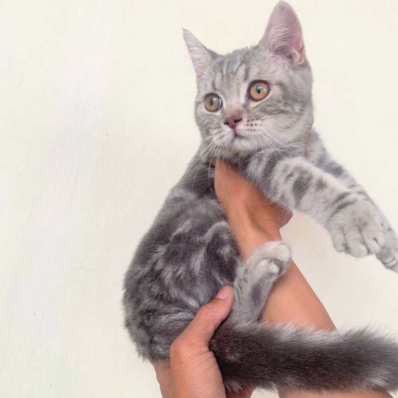 Kucing kitten British shorthair Silver classic Betina Pure