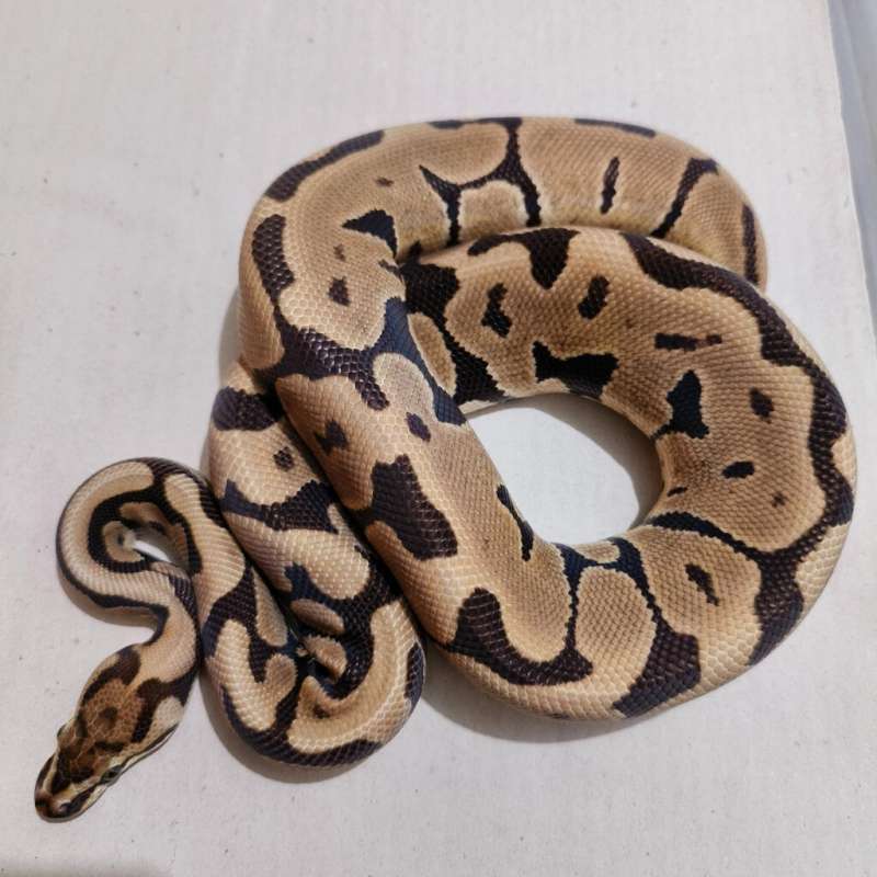 Female Spotnose Blade het Clown