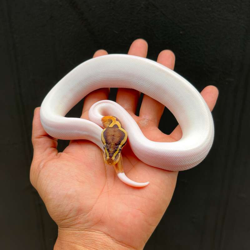 FEMALE PASTEL OD PIED