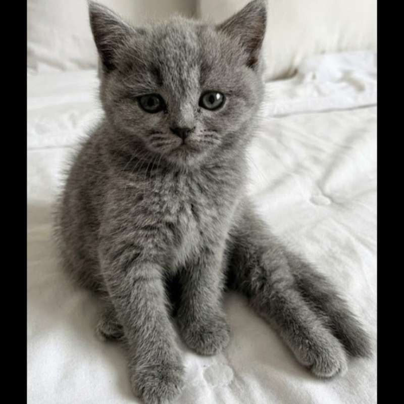 Kucing kitten British shorthair Bluesolid Pure betina
