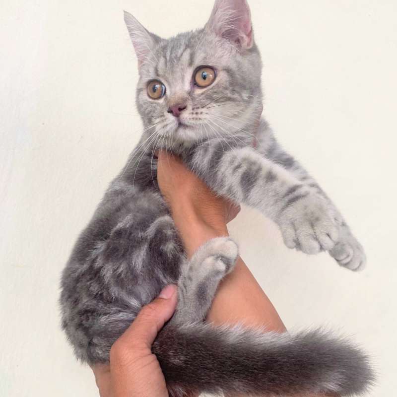 Kucing kitten British shorthair Silver classic tabby Betina Kucing whiskas
